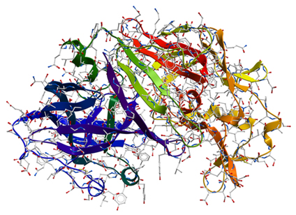 Modelo da enzima pepsina, responsável pela digestão de proteínas alimentares (as diferentes cores representam as subunidades que compõem a enzima)