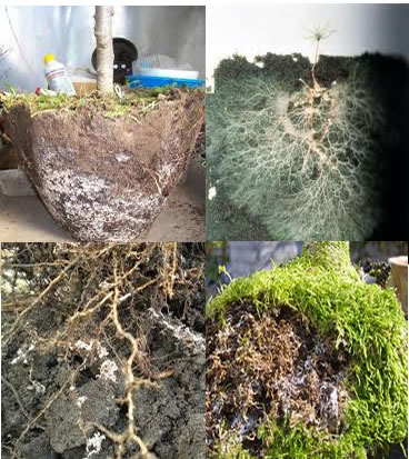 Micorrizas em raízes de plantas