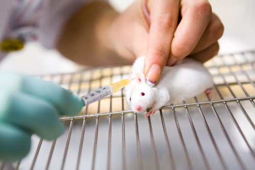 Será que o uso de animais em experimentos científicos e pesquisas é realmente necessário?
