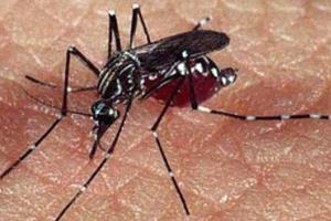 O mosquito transmissor da dengue (e também da febre amarela).