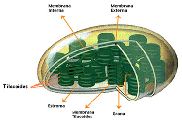 É no cloroplasto que ocorre o processo da fotossíntese.