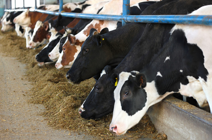Na pecuária de produção intensiva, os animais são manejados com dieta à base de rações balanceadas específicas. 