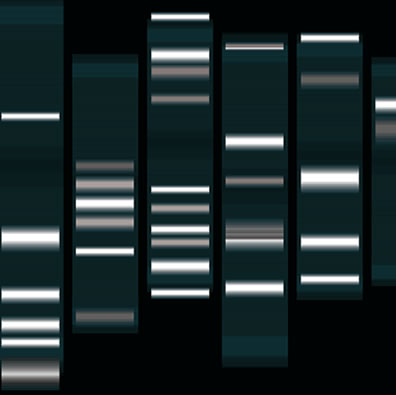 A eletroforese é a técnica aplicada para a identificação dos fragmentos do DNA