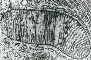 Mitocôndria, uma organela celular, observada ao microscópio eletrônico