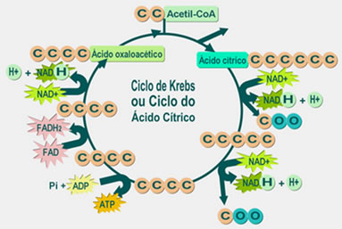 O ciclo de Krebs ocorre na matriz mitocondrial e foi descoberto pelo bioquímico Hans Adolf Krebs