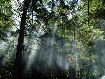 As florestas são recursos naturais renováveis.