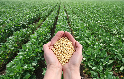 A Região Centro-Oeste é a segunda maior produtora de soja no Brasil.