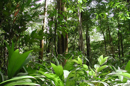 Floresta Amazônica é rica em biodiversidade.