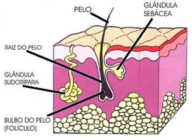 Imagem mostrando a camada da pele onde se encontram as glândulas sudoríparas.