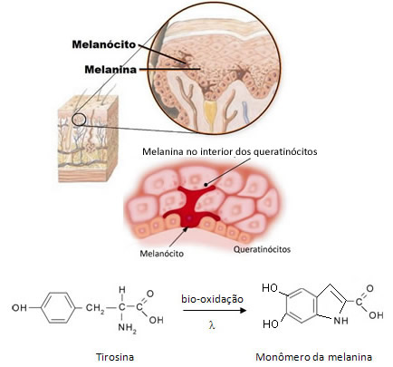 A melanina que dá o tom da pele é produzida no melanócito