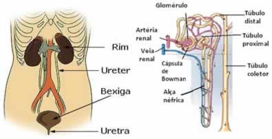 Os rins são os responsáveis por filtrar o sangue e reabsorver água e outras moléculas úteis ao nosso organismo