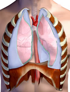 Órgãos do aparelho respiratório