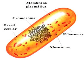 A composição básica de uma célula procarionte