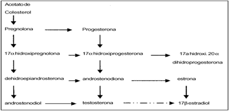 Ciclo esteroides testosterona