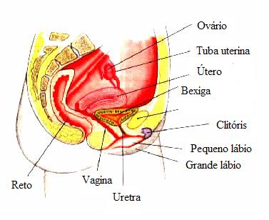 Estrutura do aparelho reprodutor feminino.
