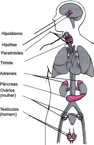As glândulas endócrinas do corpo humano