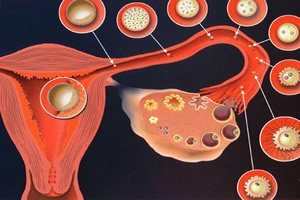 A ação de determinados hormônios permite que o útero se prepare para uma possível gestação